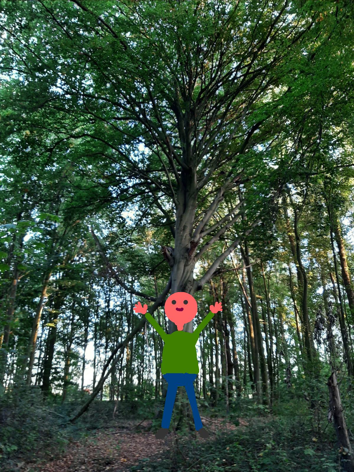 mensch atmet terpene vor baum